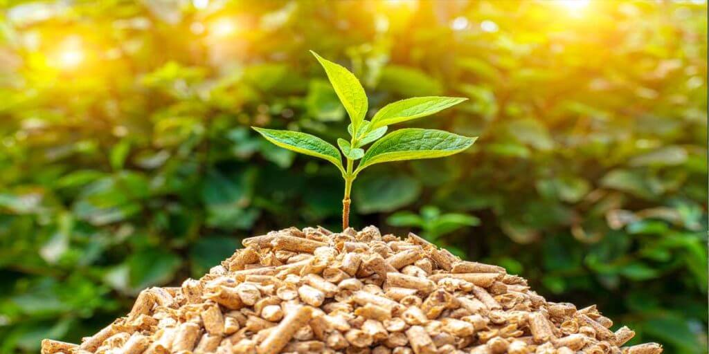 Facts About Biomass Energy