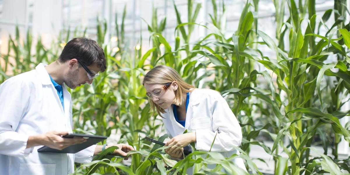 Pros And Cons Of Biotechnology In Agriculture - Helius Hub