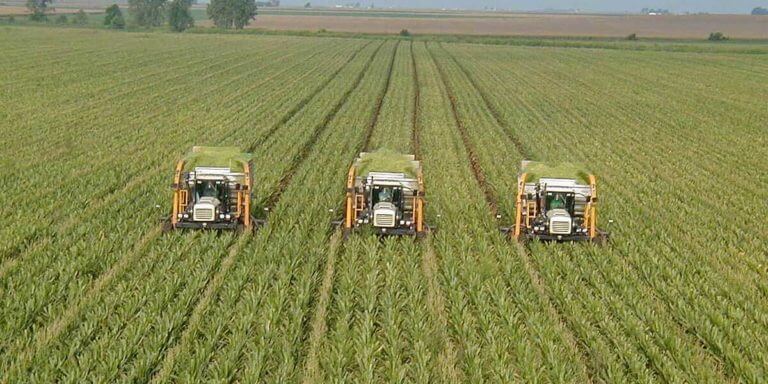 Pros And Cons Of Monoculture | What Is Monoculture, What Are Its Benefits?