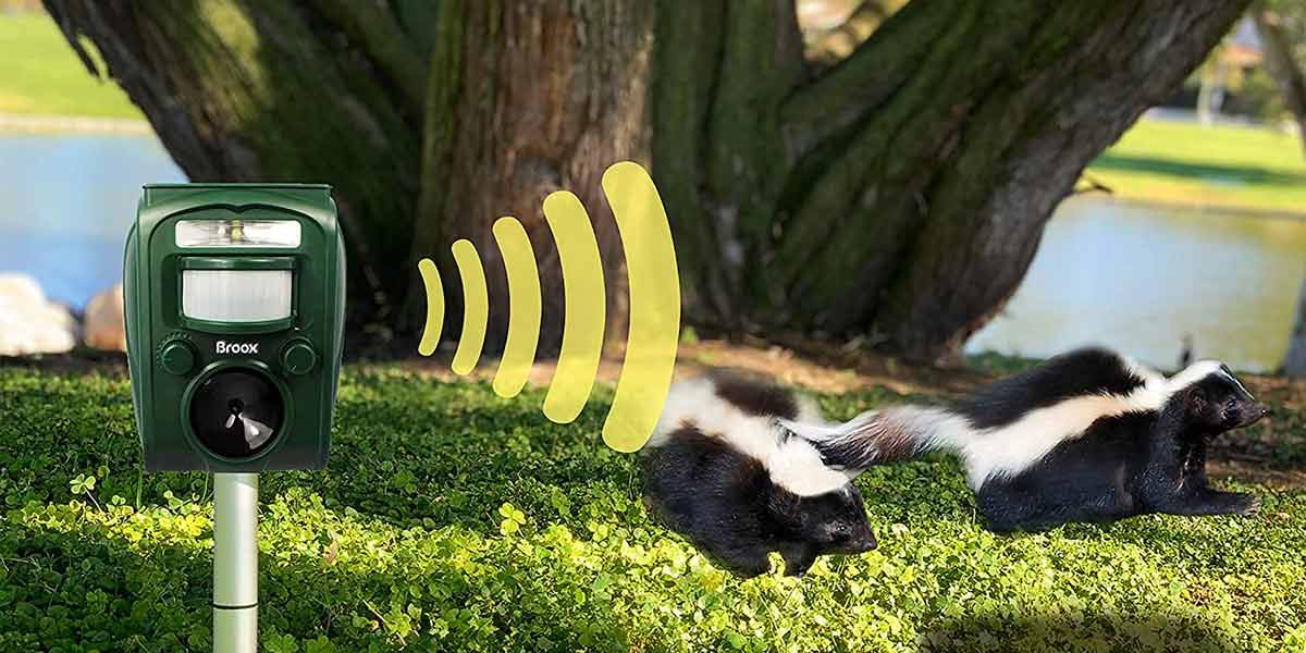 The Best Solar Animal Repeller